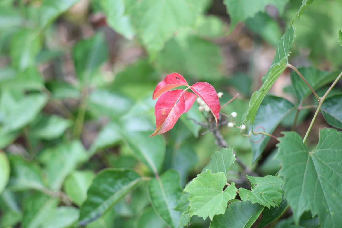 Poison Ivy plant with white berries turning red