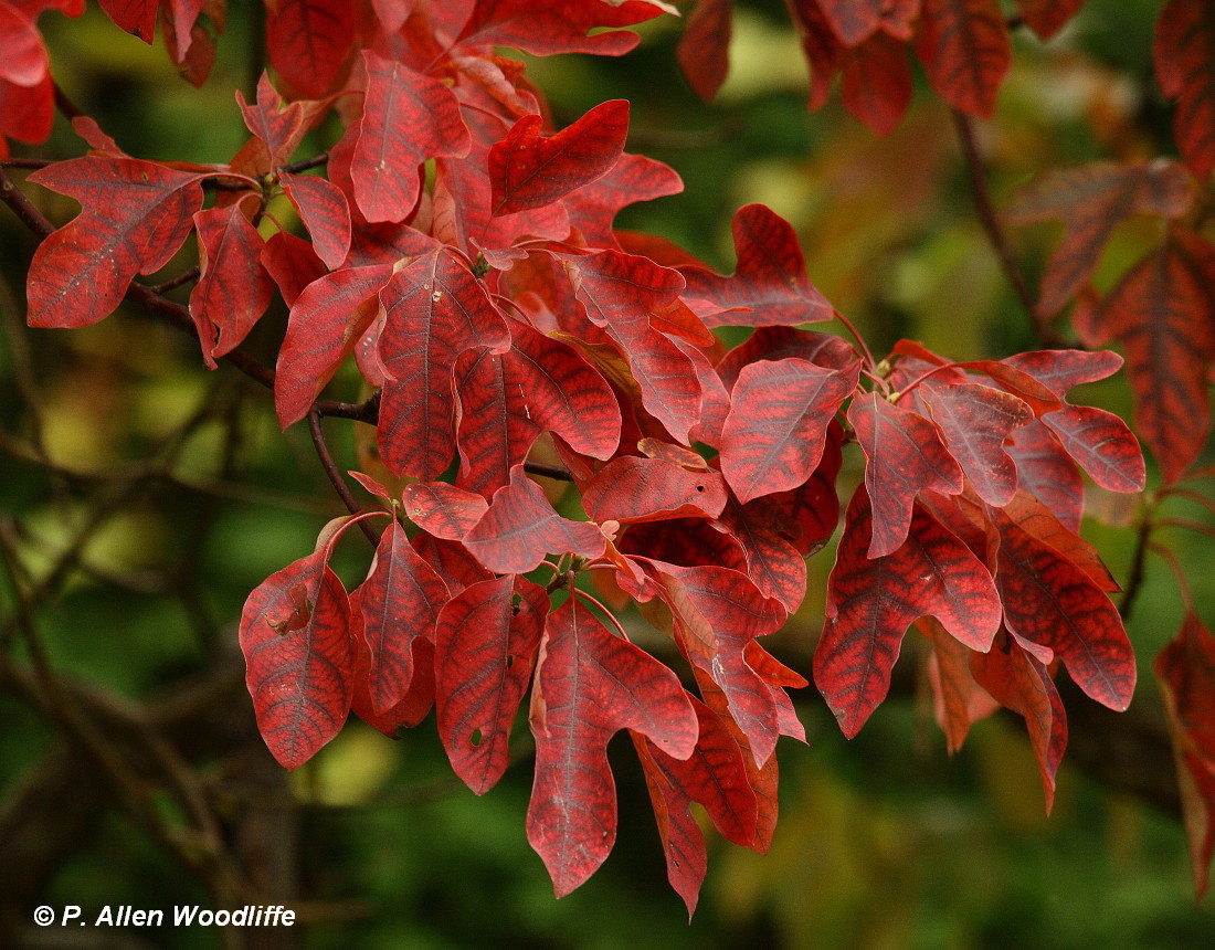 Des feuilles de sassafras rouges