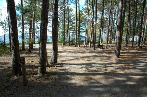 Partially shaded campsite with mature conifers and view of the lake