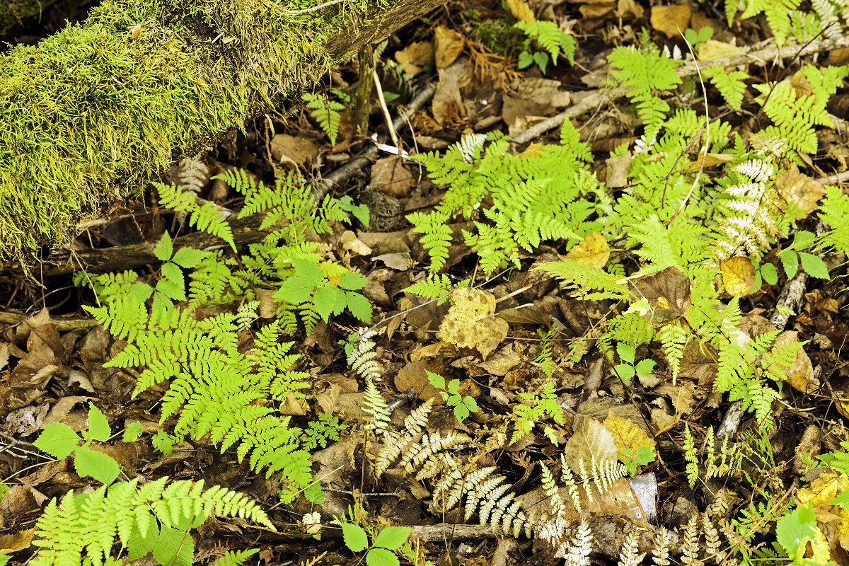 Leaf litter with young ferns