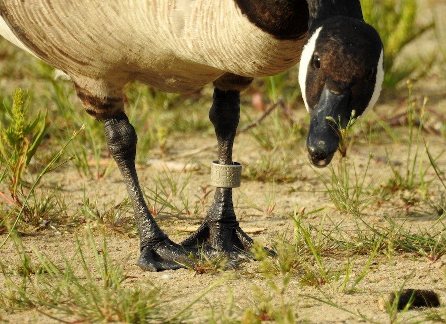 Goose with metal band and visible number