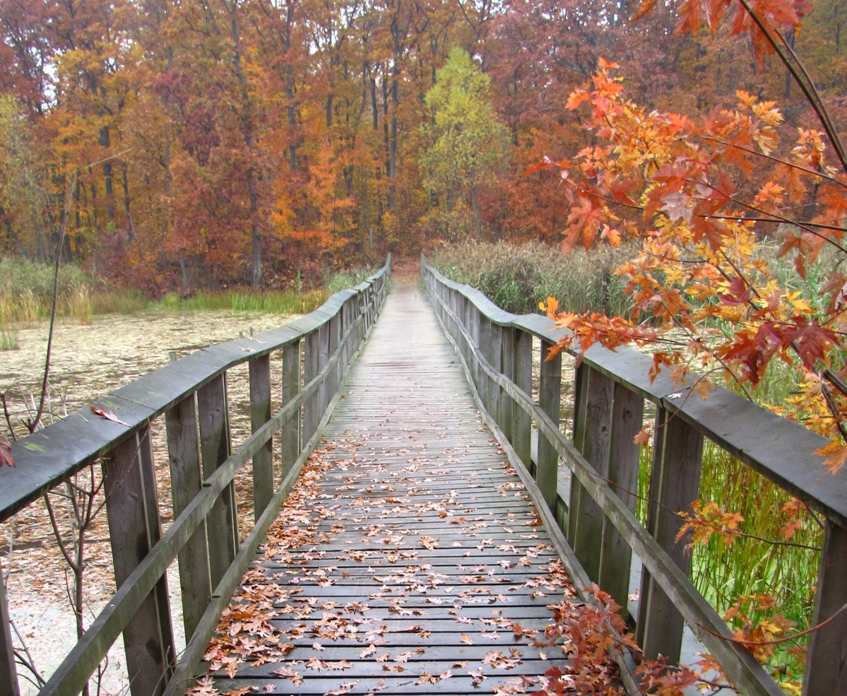 Bridge in the fall
