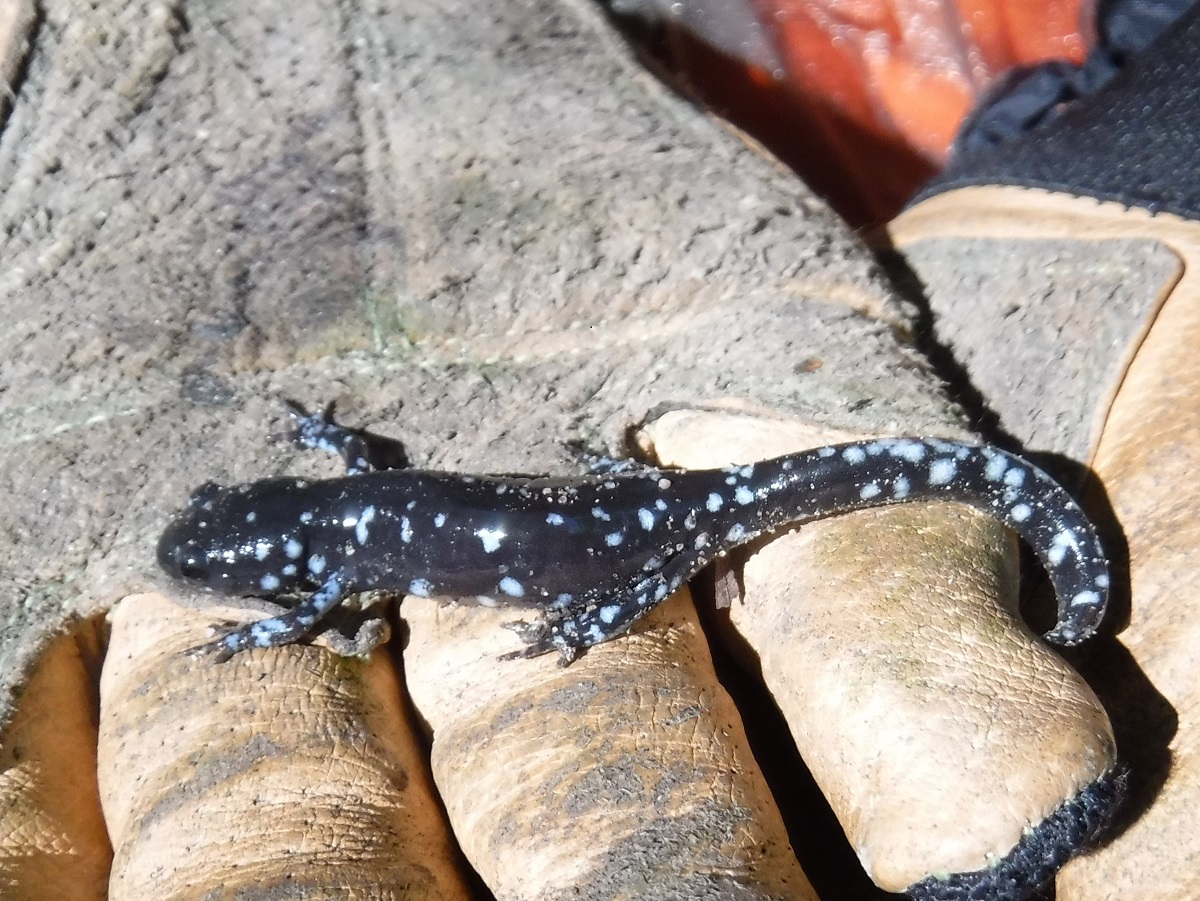 Small black salamander with blue spots