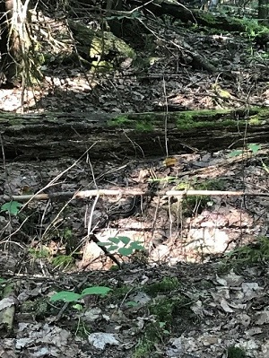 Garter Snake in forest