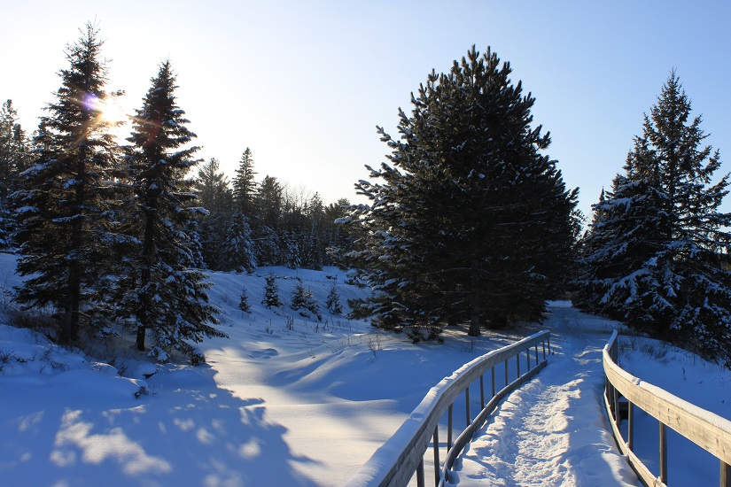 Forested trail in the winter