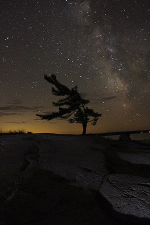 tree in front of stars and milky way at night