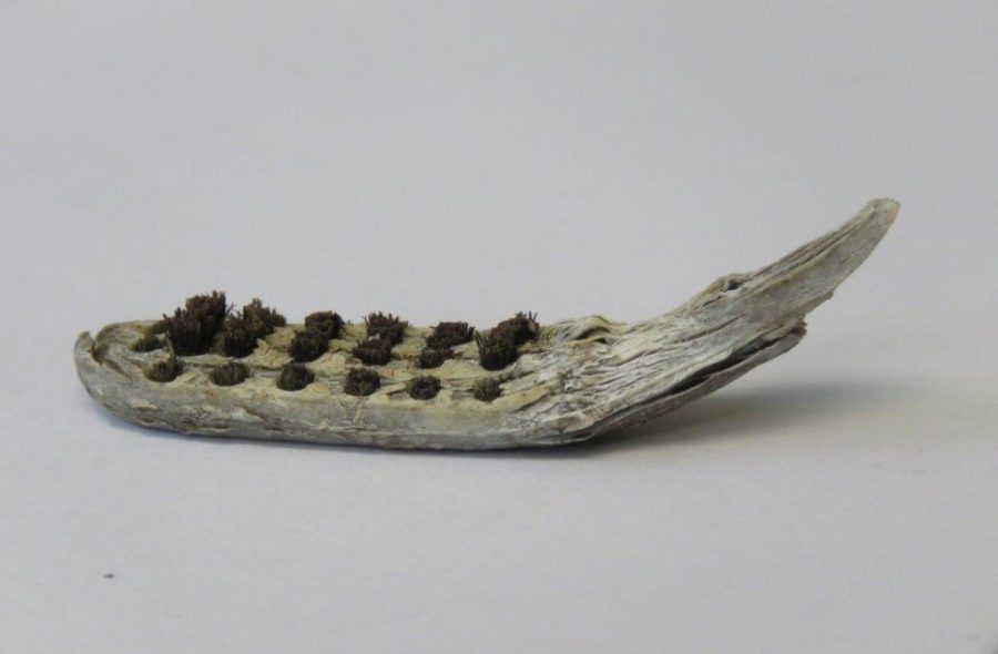 deteriorating piece of plastic with remnants of dark brown bristles