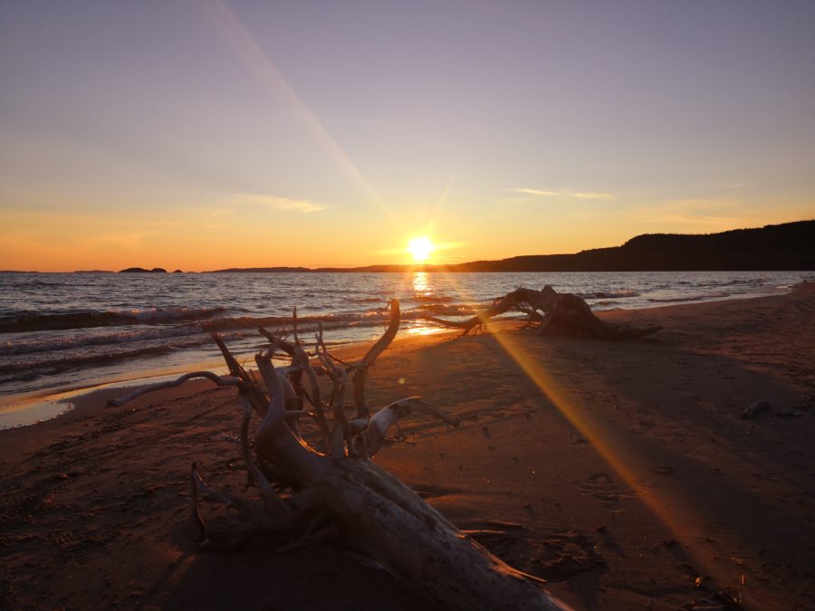 driftwood on beach during sunset