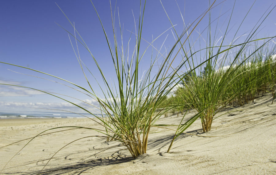 grass in dune