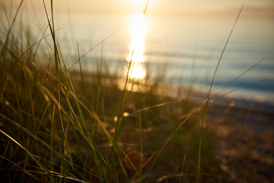 grass in dune at sunset