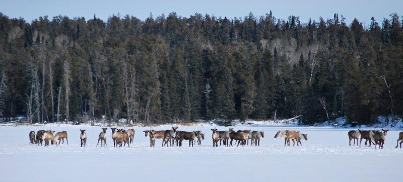 Caribous sur la neige devant une forêt. 