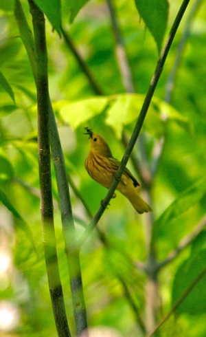 un oiseau sur une branche
