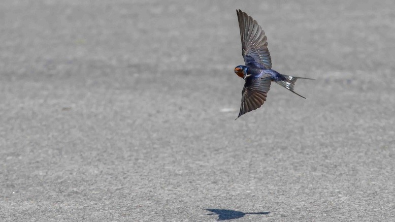 swallow flying close to the ground