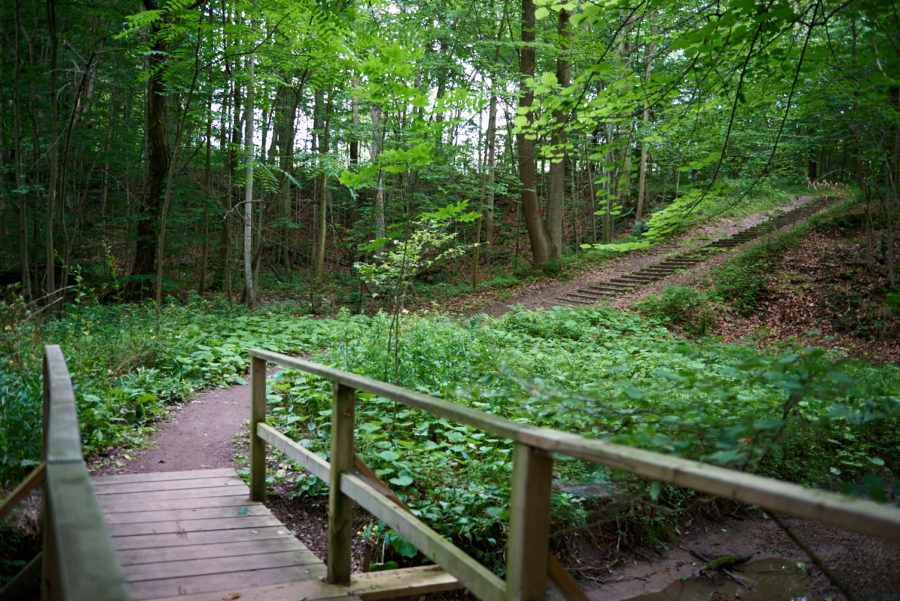 Sentier de randonnée dans la forêt
