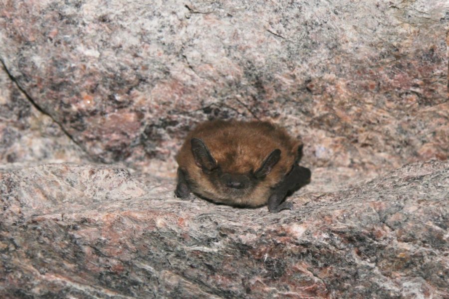 une chauve-souris dans une caverne