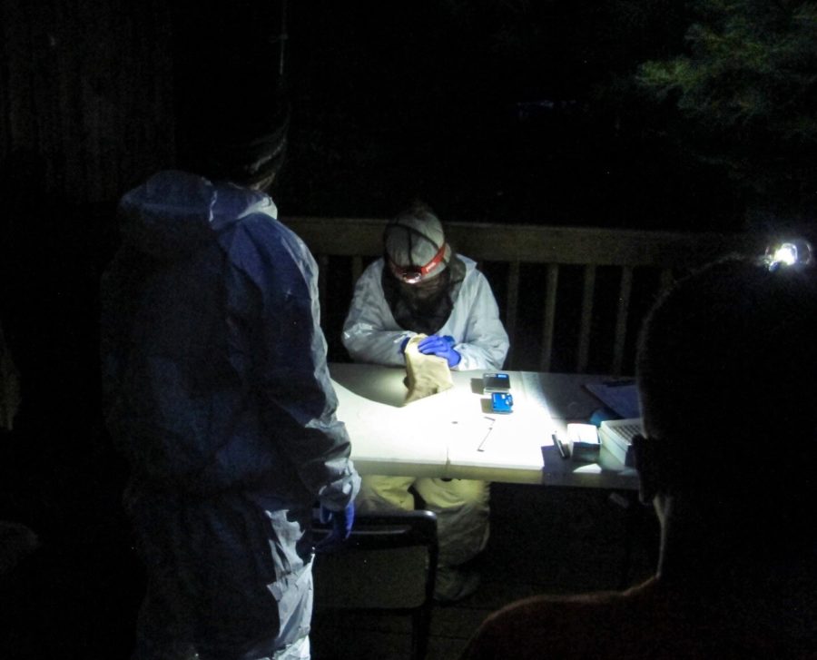 Bat researchers weigh and measure a Little Brown Bat captured during an evening program at Killarney Provincial Park