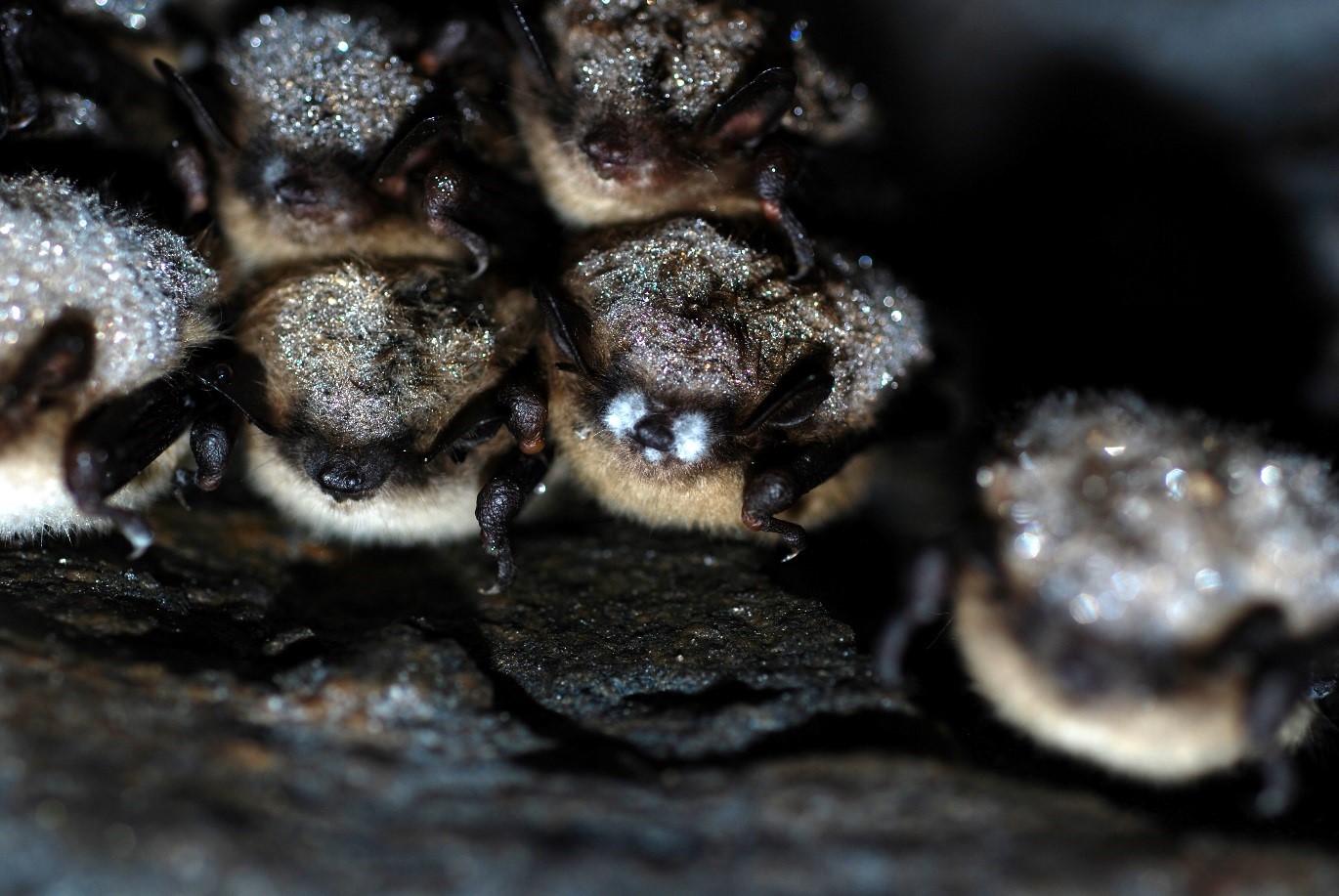 bats with white nose syndrome