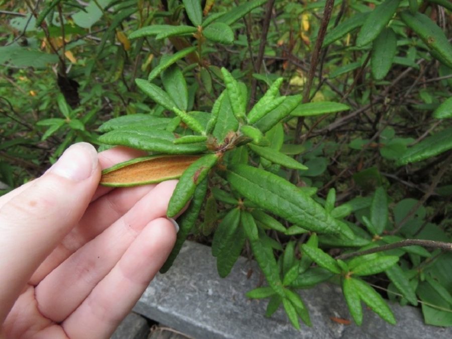 Labrador tea plant