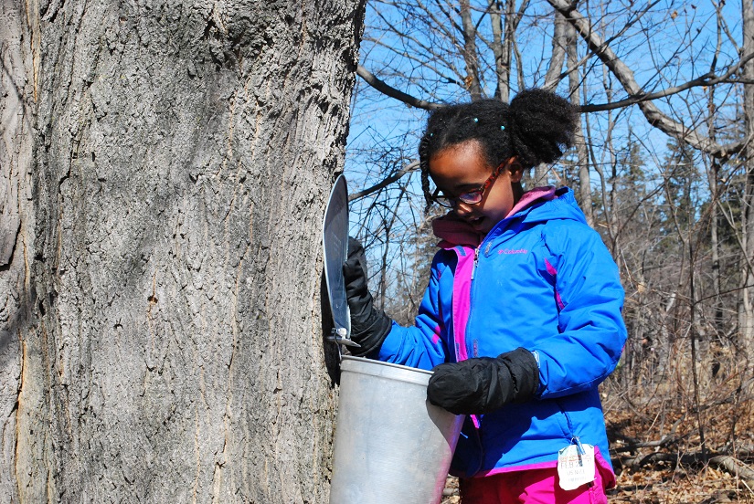 Child looks in sap bucket on tree