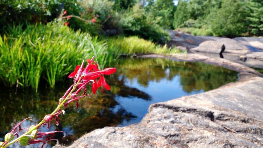 red flowers near lake
