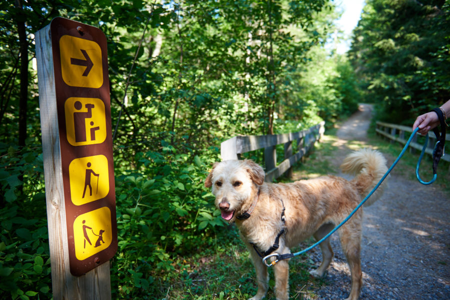 Dog on hiking trail.