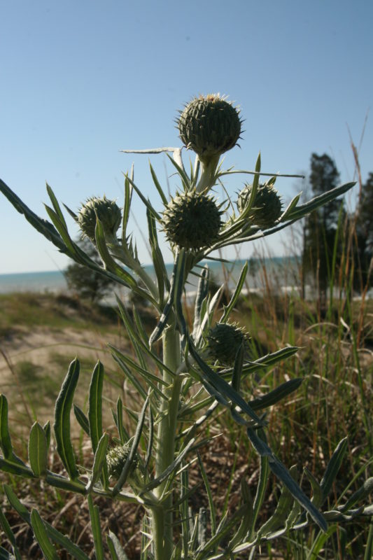 Pitcher's Thistle
