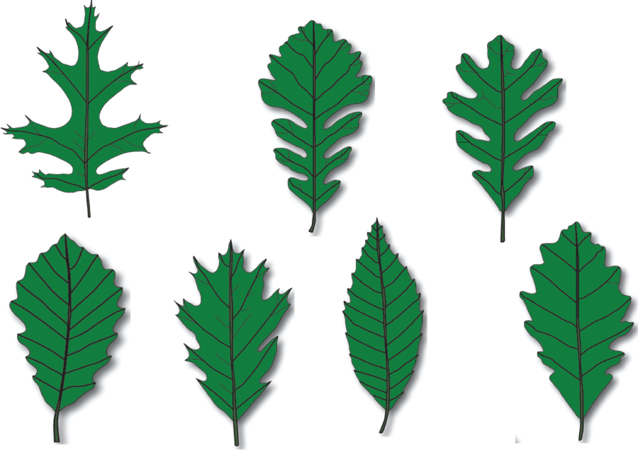 seven leaves of oak tree species