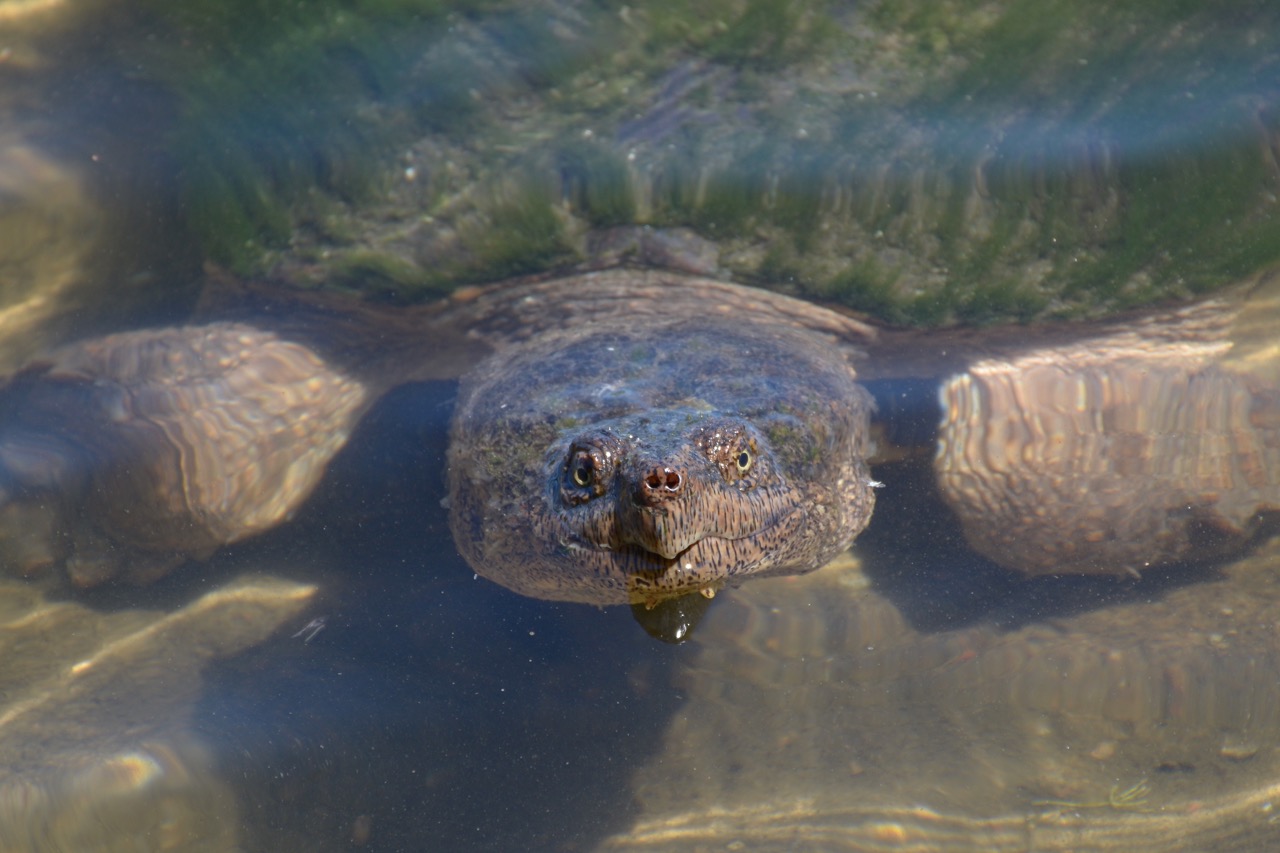 une tortue serpentine dans l’eau