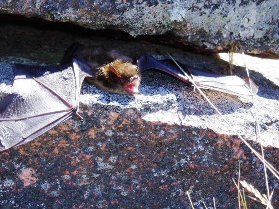 Going batty at Ontario Parks | Ontario Parks