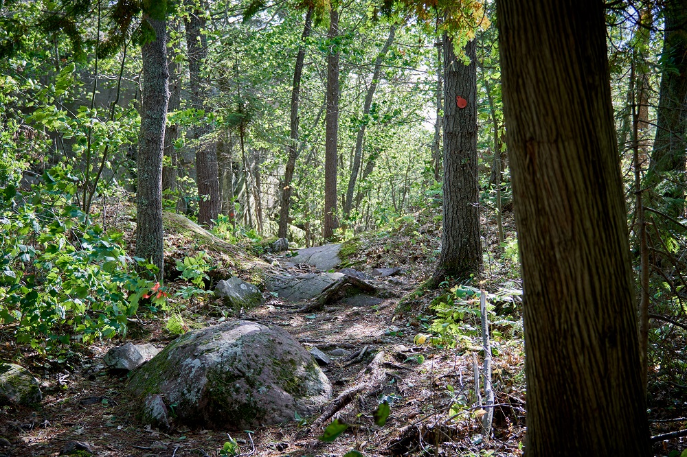 Sentier rocailleux dans la forêt