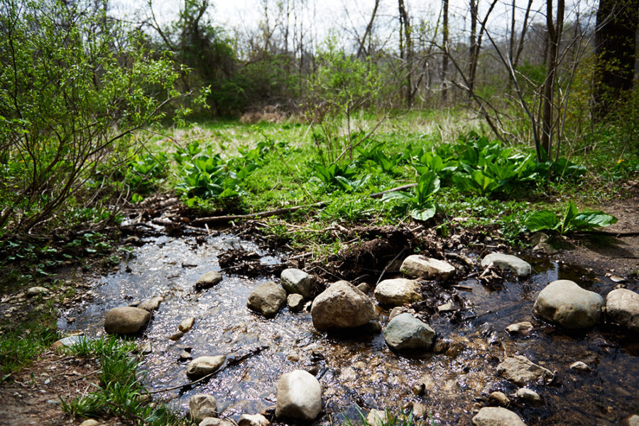 Green plants alongside a babbling brook with rocks