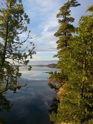 view of lake with trees
