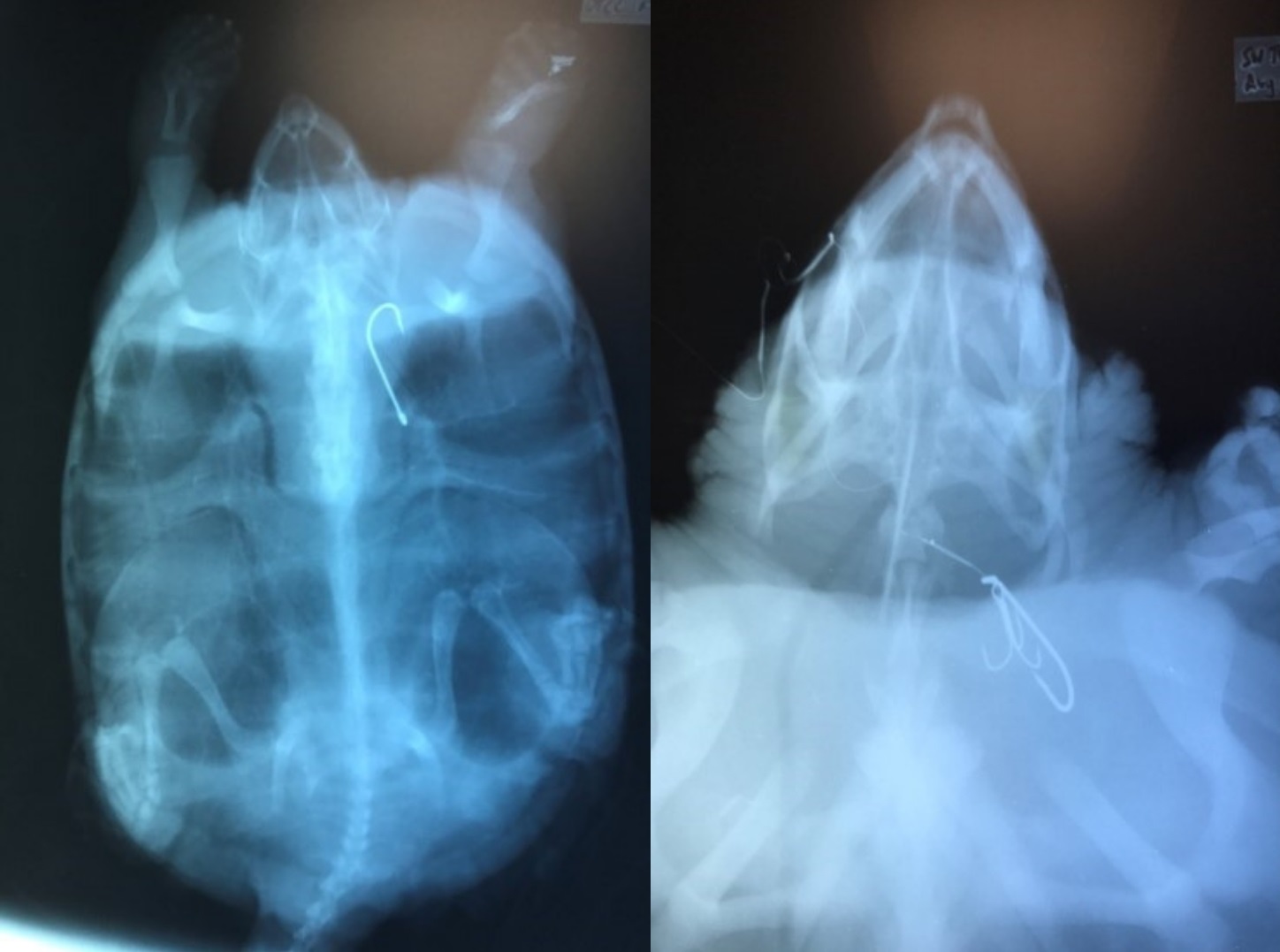 radiographie d’hameçons dans des tortues