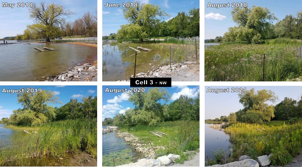 collage of progress of wetland restoration