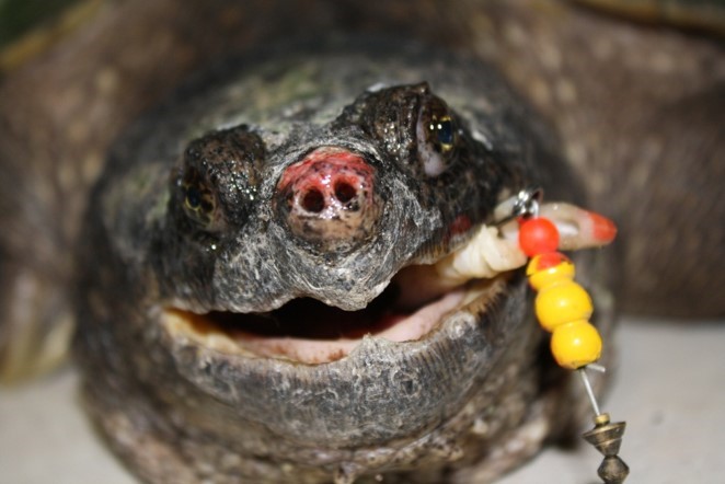 tortue avec un leurre dans la bouche