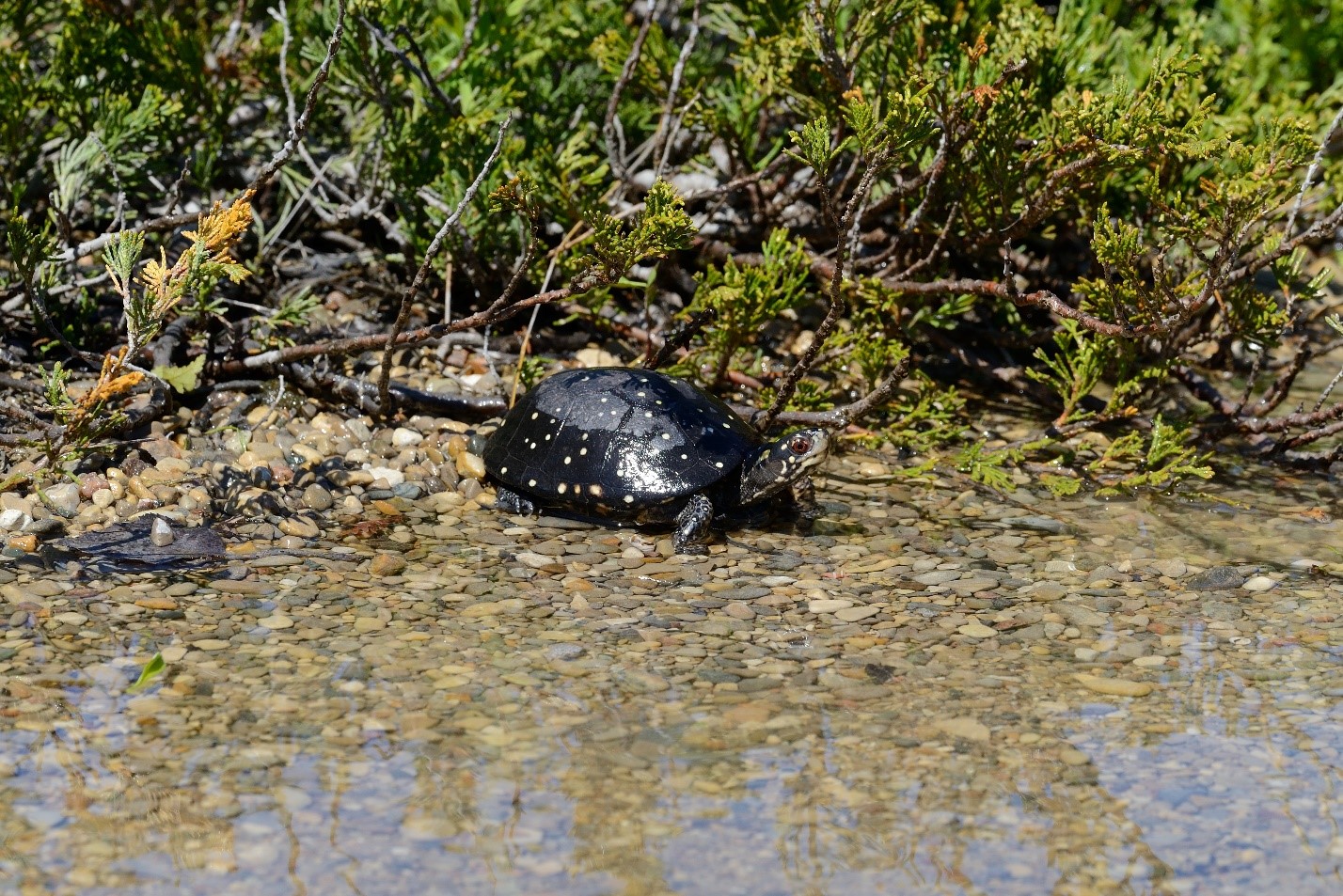 turtle on shore
