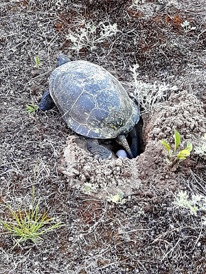 Une tortue mouchetée femelle pond des œufs dans son nid fraîchement creusé