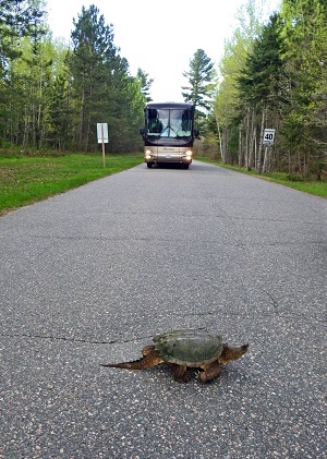 turtle on road with bus approaching