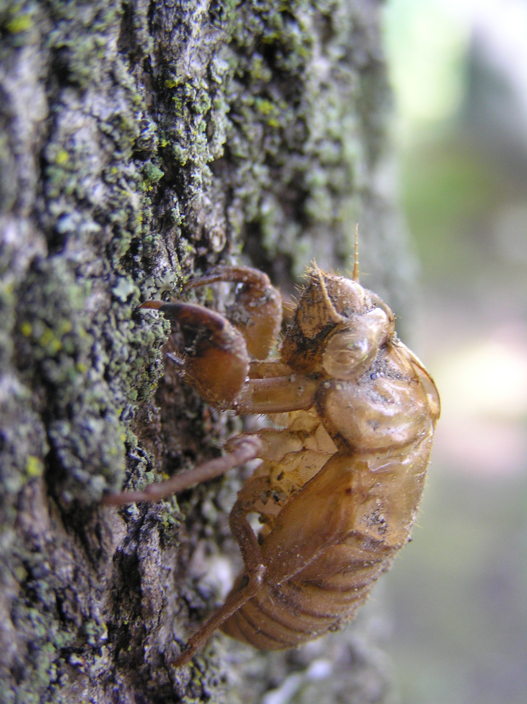 Brown shed skin from a Cicada nymph on a tree trunk