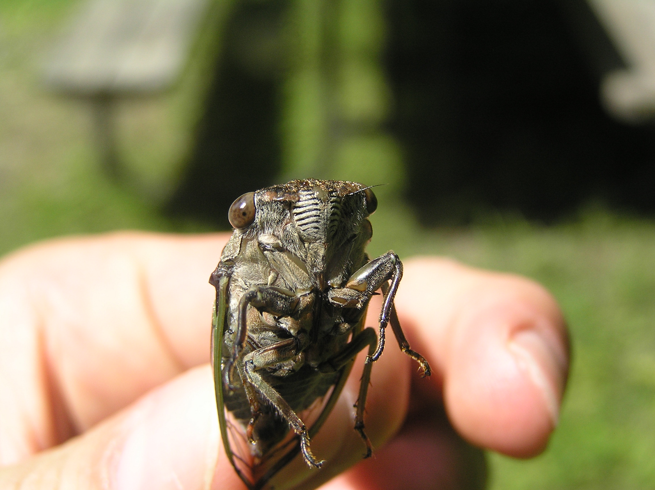 A hand holding an adult cicada