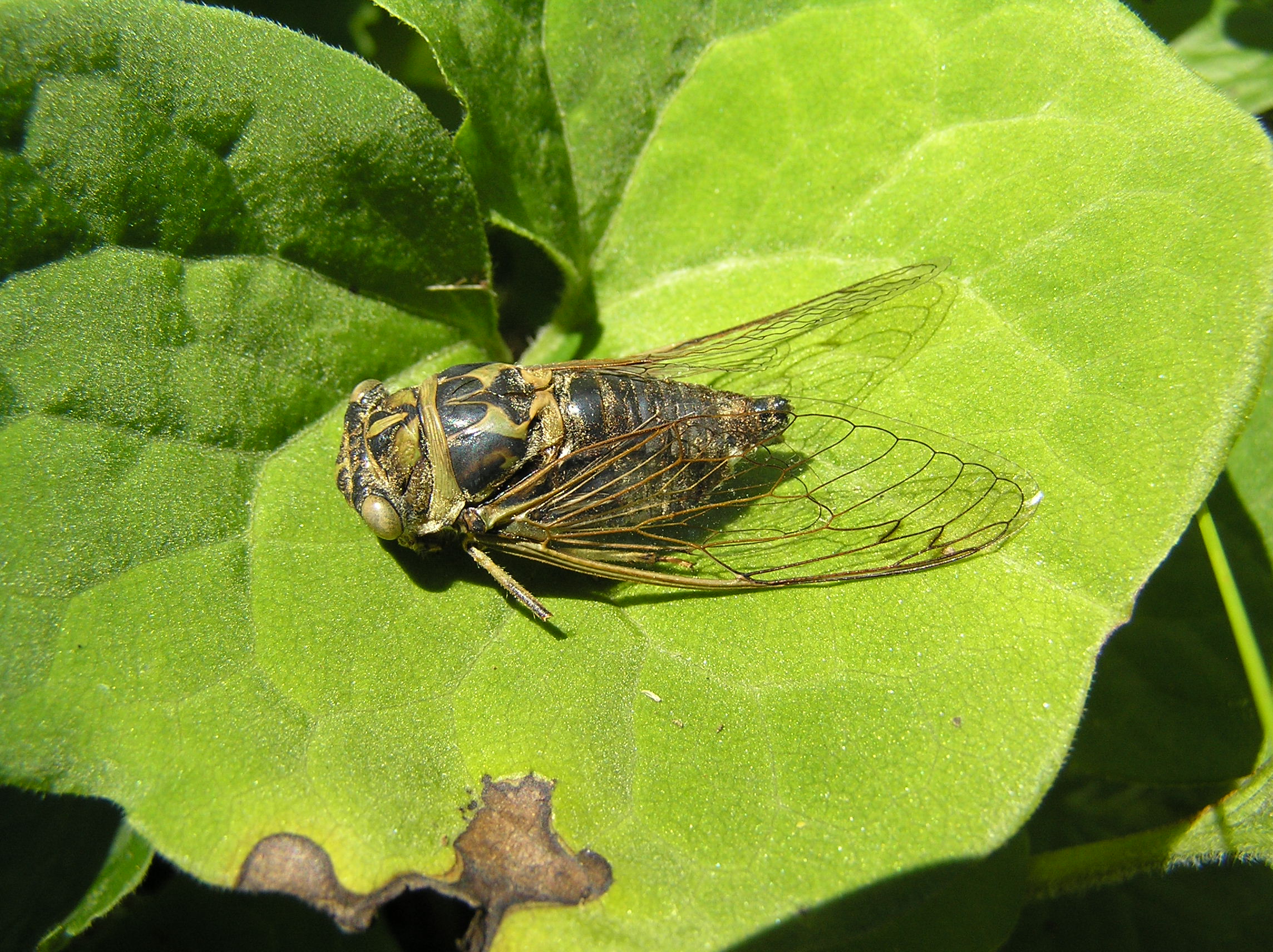 An adult cicada on a large green leaf