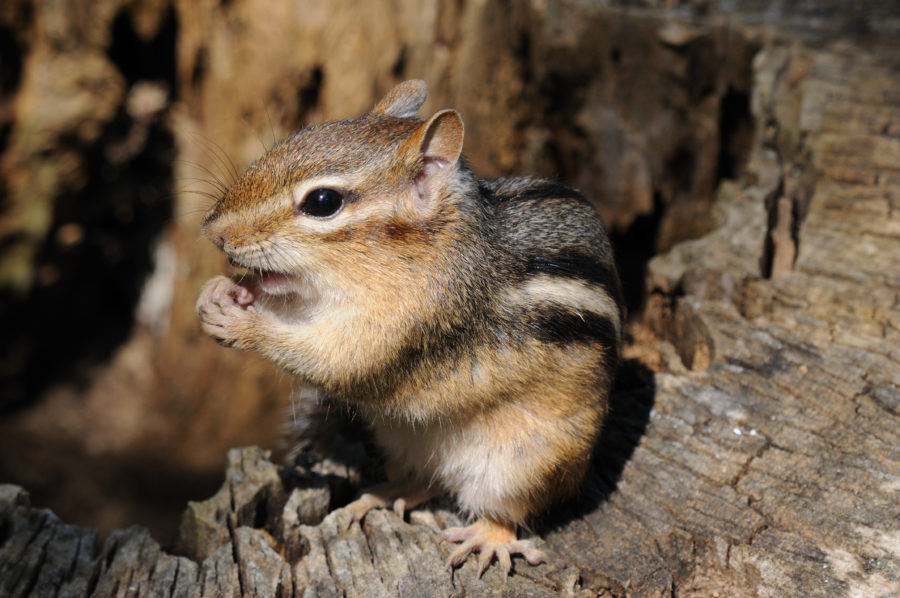 A chipmunk chewing on seed.