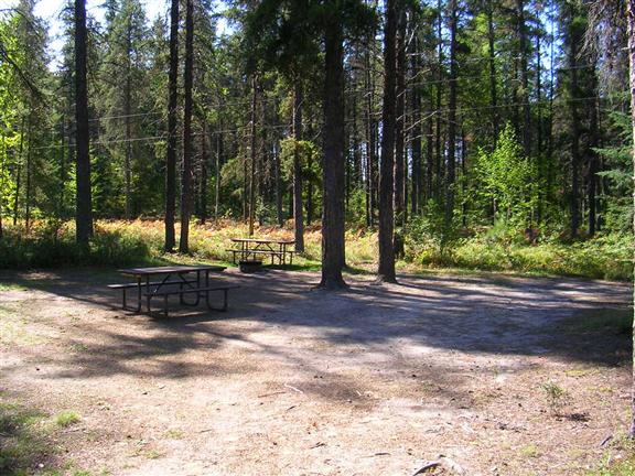 View of site 34 showing bare ground with 2 tall pines in the center of campsite.