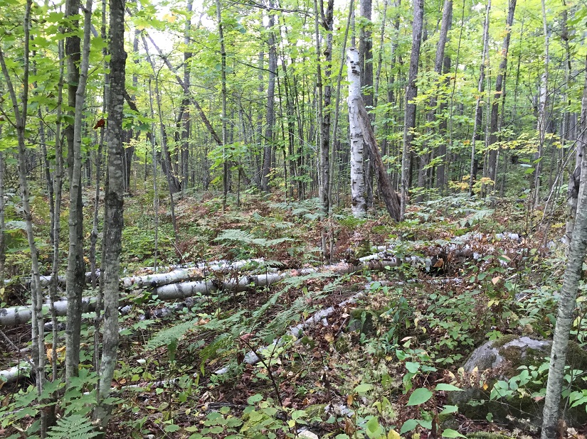 Forest with birch trees and fallen logs