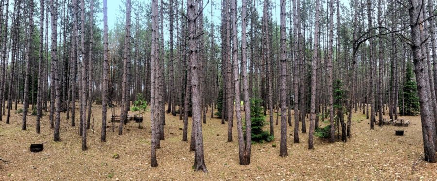 Vue des grands pins au terrain de camping Pines