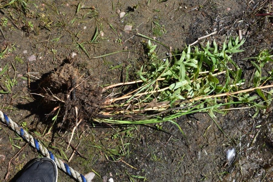 A purple loosestrife plant that has been torn out.