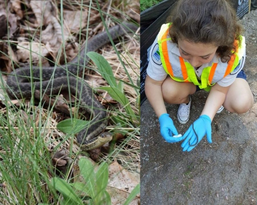 À gauche, une couleuvre rayée se déplaçant dans l’herbe; sur la droite, une membre du personnel en train de prélever des échantillons sur un serpent. 