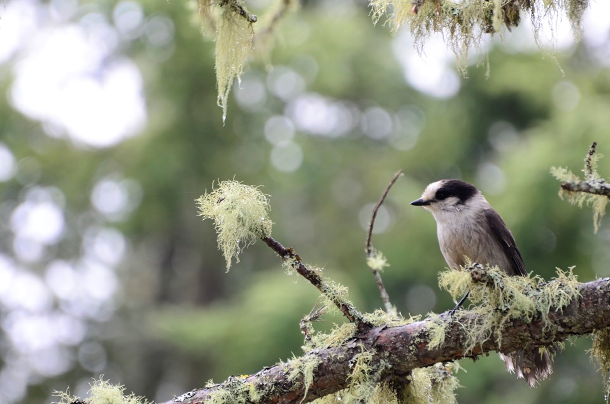 A white bird with black markings sits on a thin lichen-covered tree branch in the forest.
