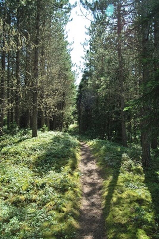 A trail leading through a forest with towering rows of trees on either side of the path. The sun is shining, casting shadows towards the camera.