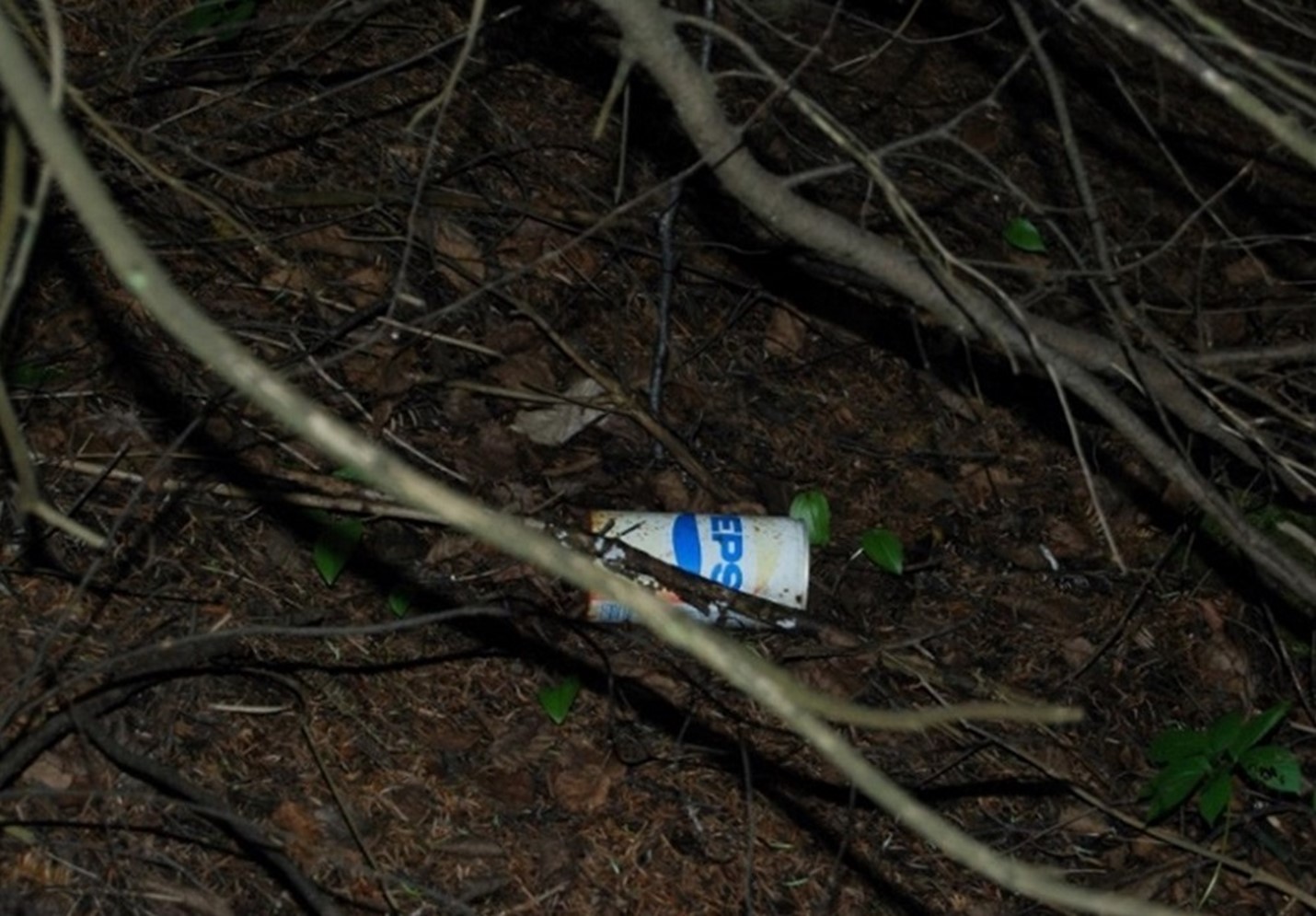 Une canette de boisson gazeuse Pepsi décolorée, datant probablement des années 1980, jetée et gisant derrière des branches d’arbre sur le sol forestier